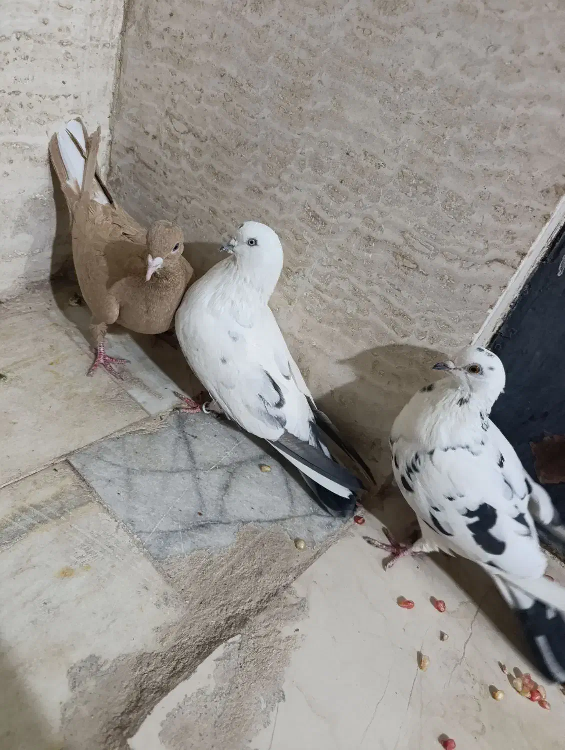 کبوتر|پرنده|یزد, |دیوار