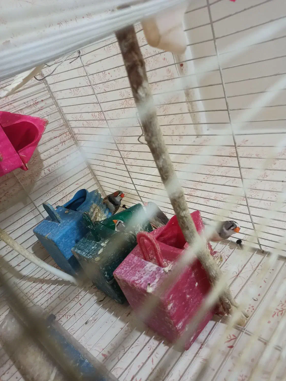 فنچ|پرنده|مشهد, حضرت حجت|دیوار