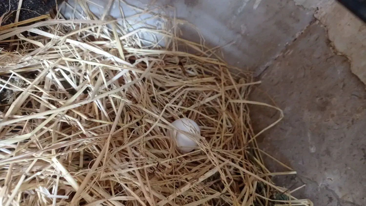 مرغ سفید تخم گذار|حیوانات مزرعه|خرامه, |دیوار