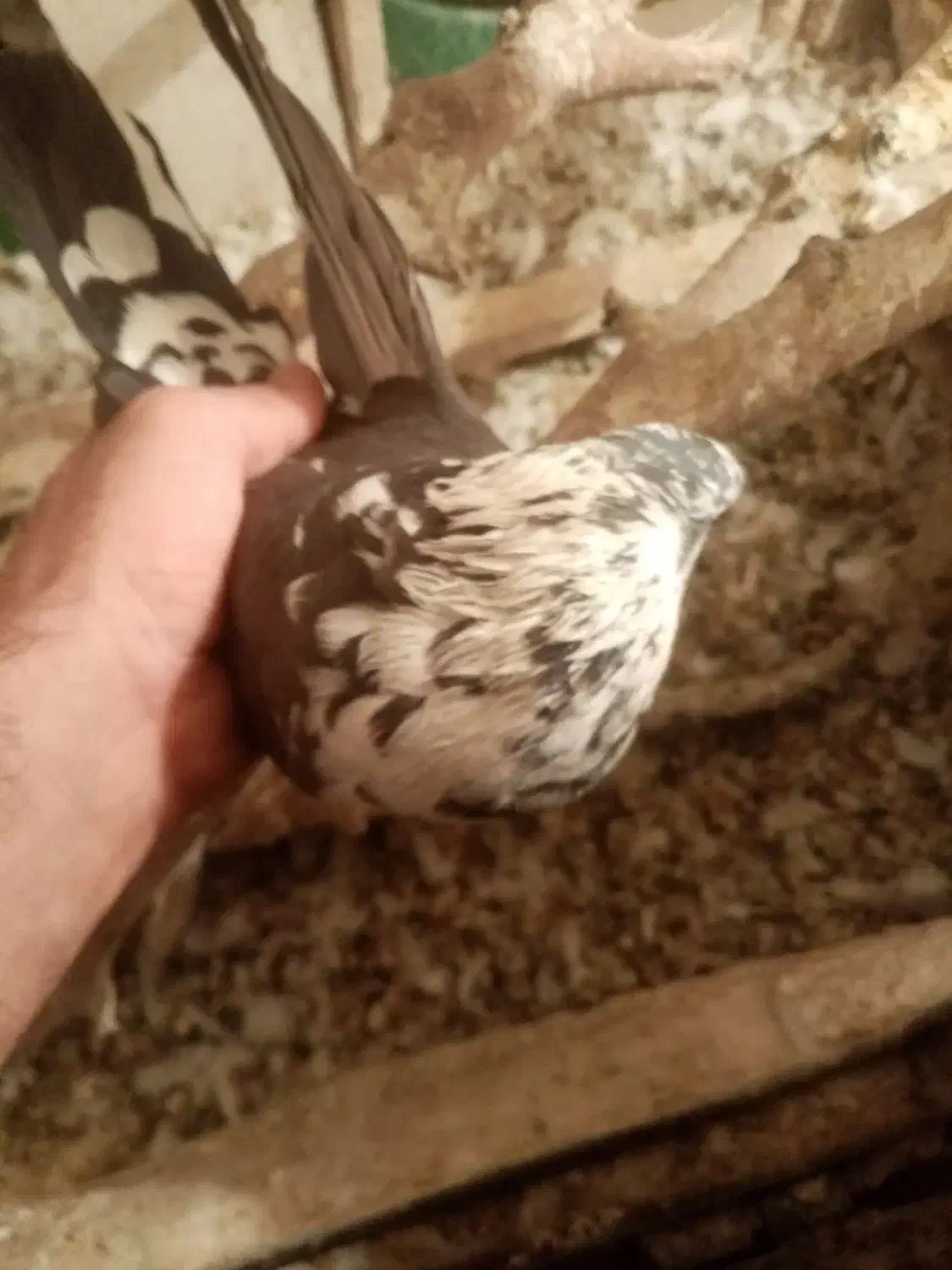 کبوتر|پرنده|ایلام, |دیوار