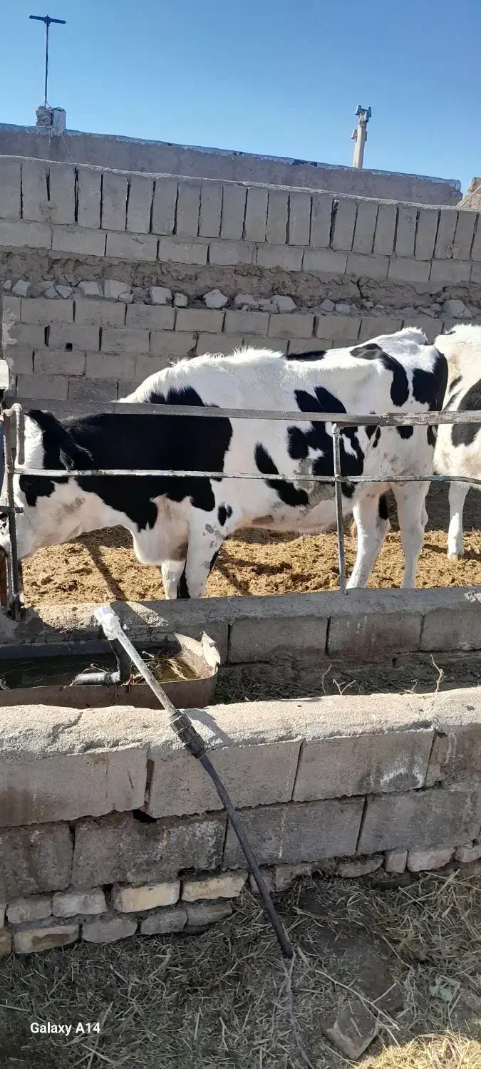 گاو و تخت|حیوانات مزرعه|نیشابور, محله میدان باغات|دیوار