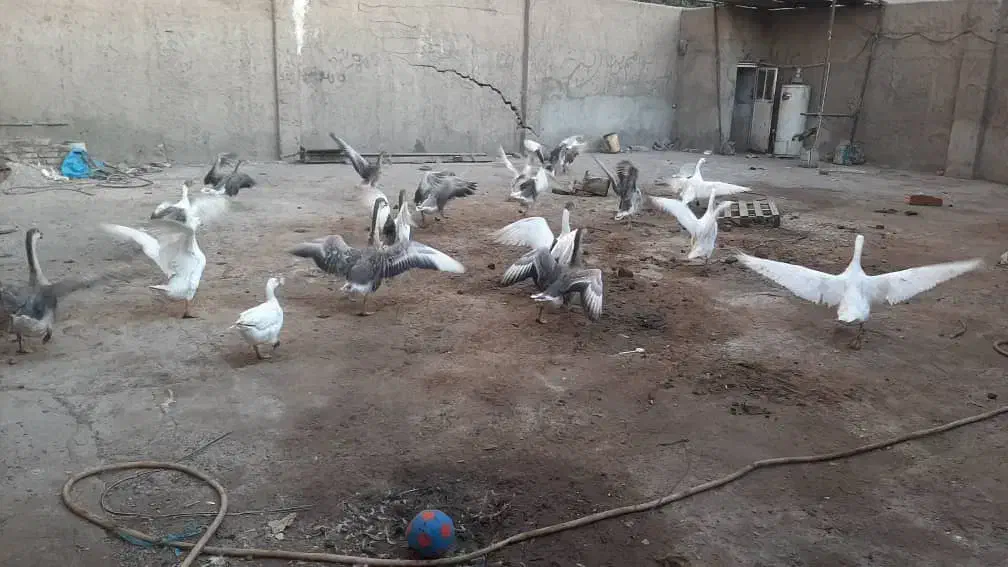 غار|حیوانات مزرعه|تهران, اتابک|دیوار