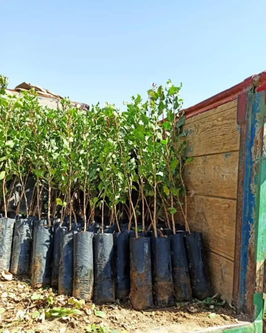 فروش نهال پسته|حراج|زرندیه, |دیوار