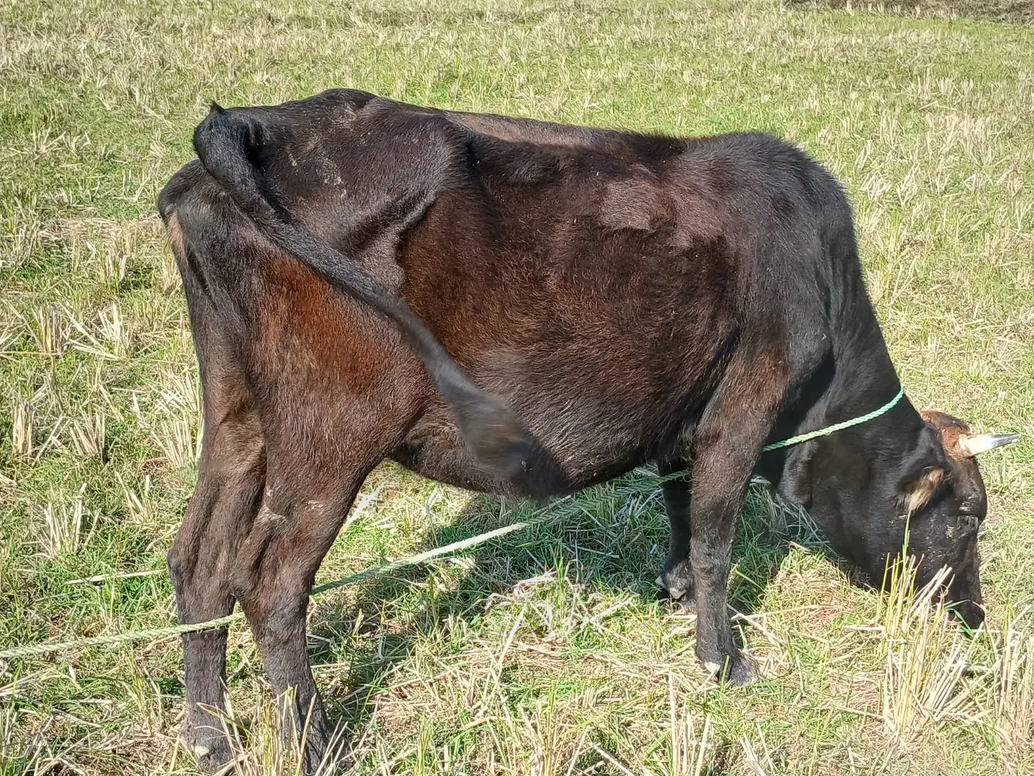 گاو با گوساله ماده|حیوانات مزرعه|صومعه‌سرا, |دیوار