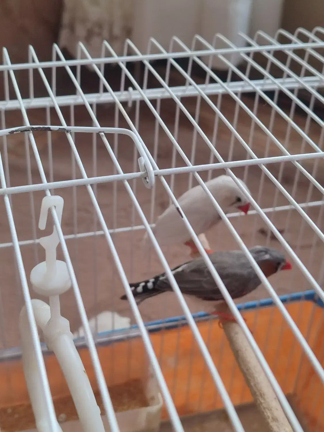 پرنده|پرنده|شیراز, کوشک میدان|دیوار