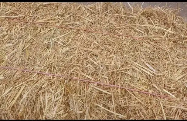 سراچین خوراک گاو|حیوانات مزرعه|لاهیجان, لفمجان|دیوار