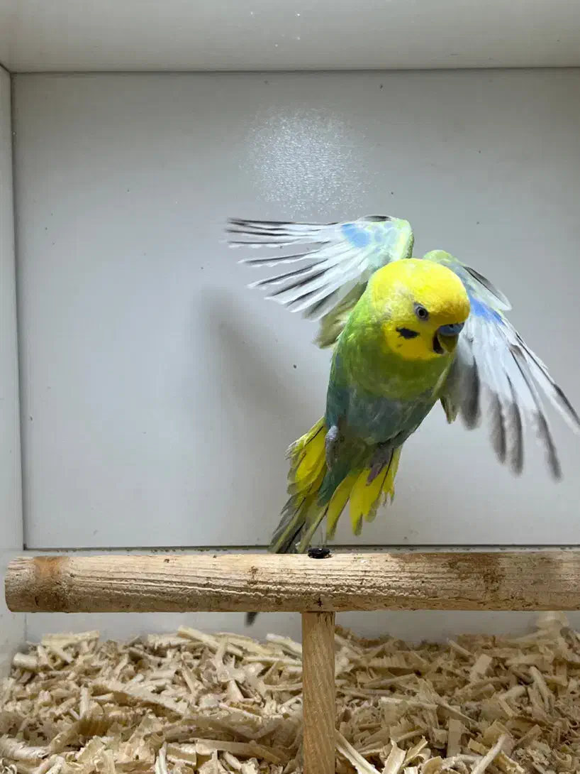 مرغ عشق رنگین کمانی نر|پرنده|گنبد کاووس, |دیوار