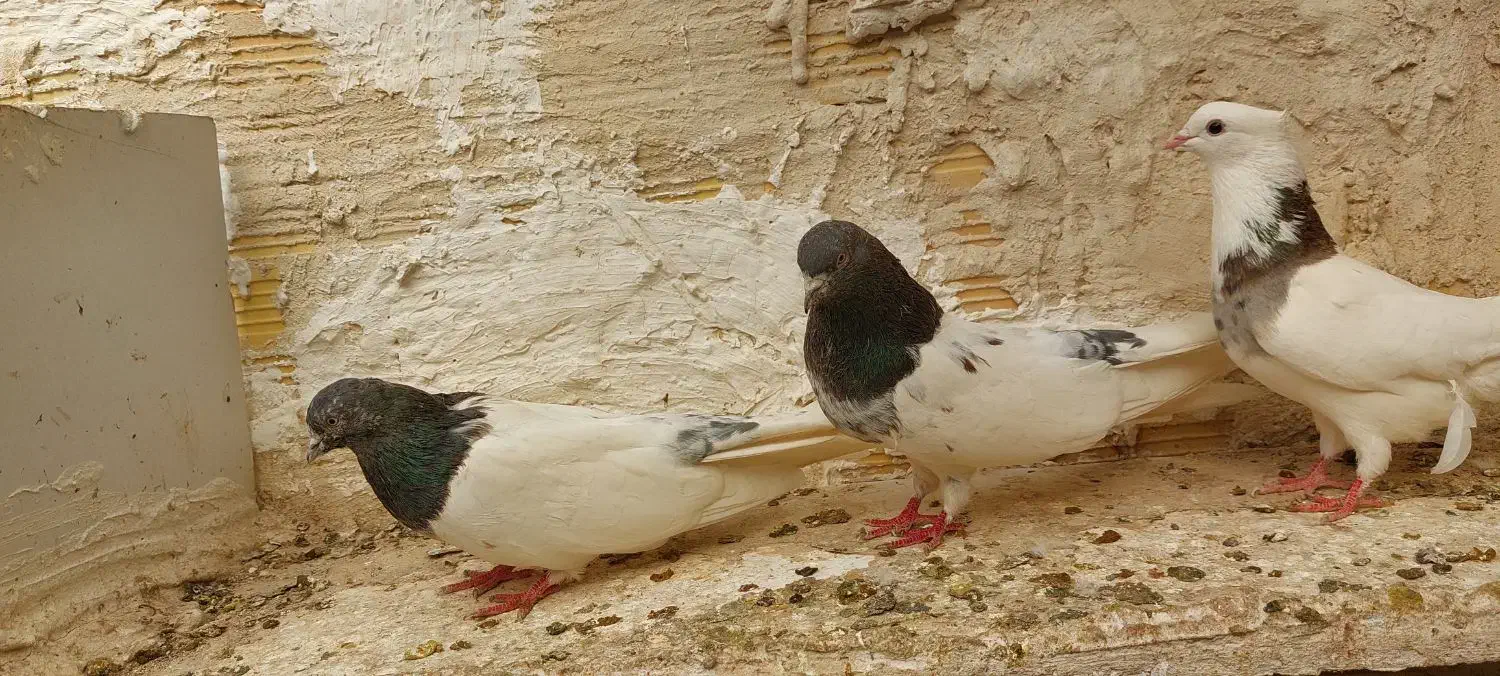 کله دار|پرنده|میانه, |دیوار