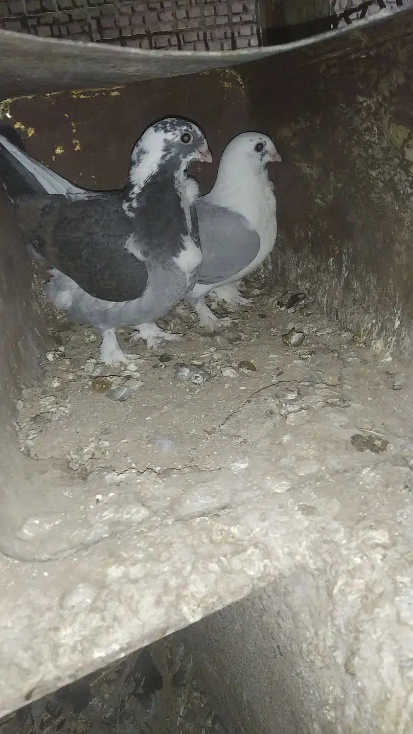 مجسمه کبوتر|مجسمه، تندیس، ماکت|بیرجند, |دیوار