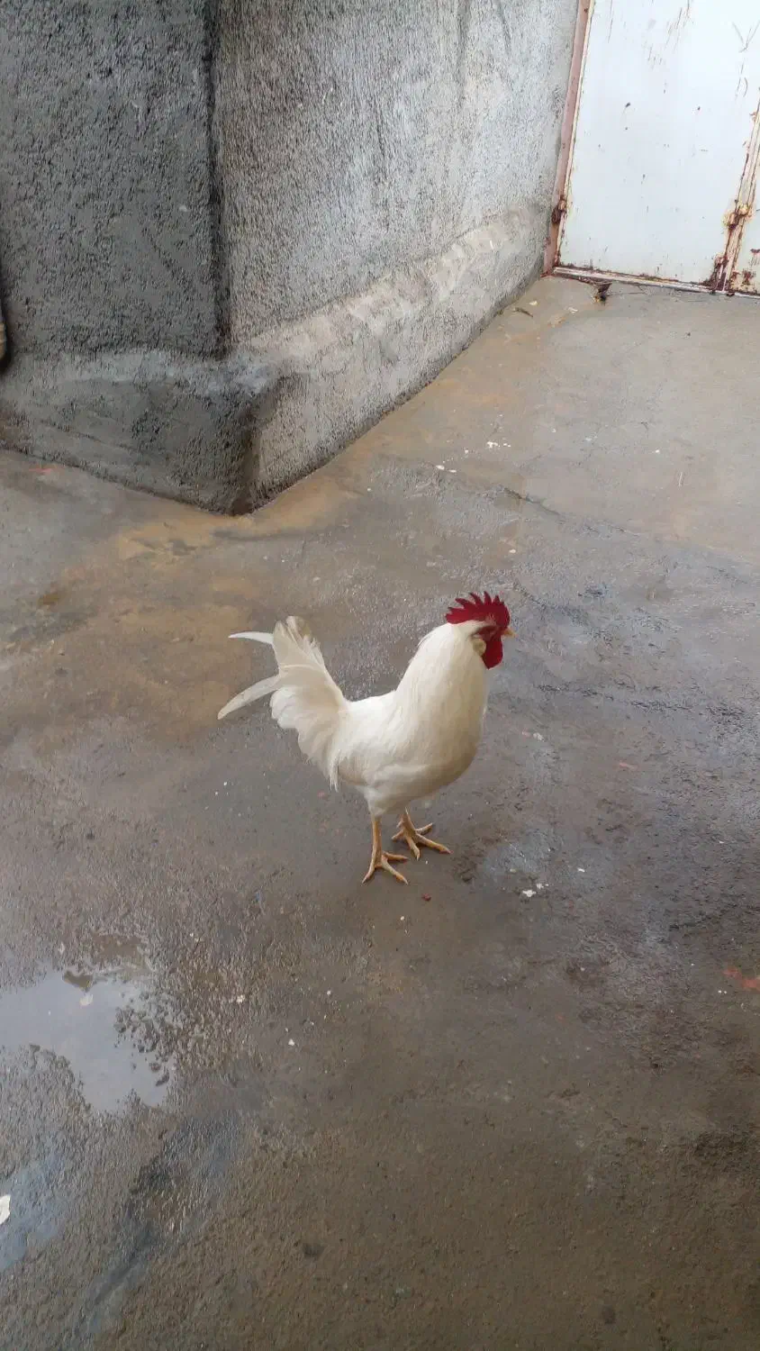 خروس ماشینی|حیوانات مزرعه|کامیاران, |دیوار