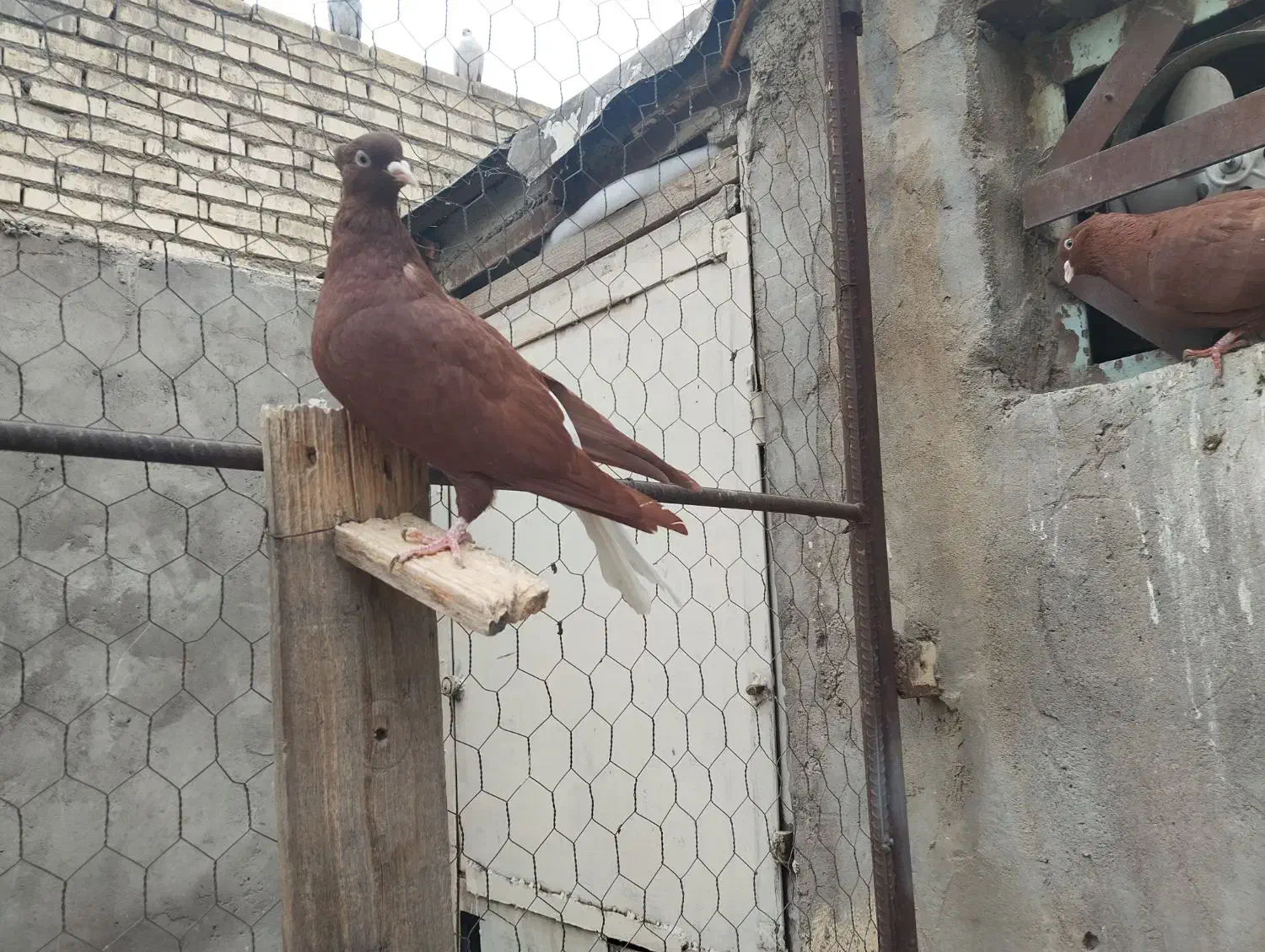 جفت کاغذی دم سفید ودوماده سرخ دم سفید|پرنده|سوسنگرد, |دیوار