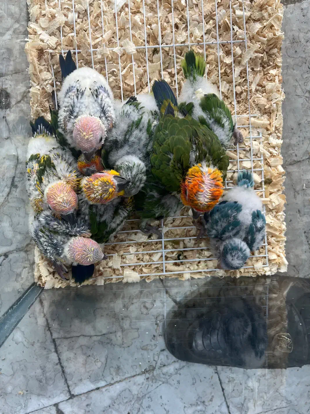 فروش طوطی راحب و خورشیدی سرلاکی درجه یک|پرنده|چالوس, |دیوار