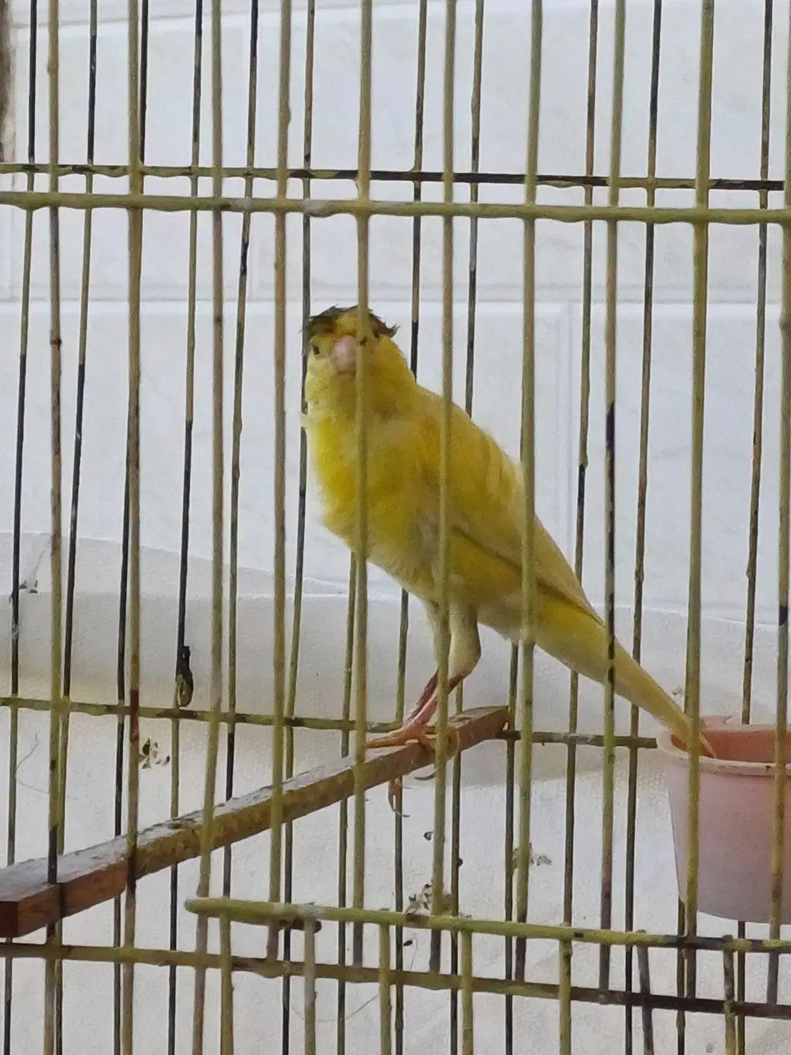 قناری نر مست مست ماده گیر|پرنده|اندیمشک, |دیوار