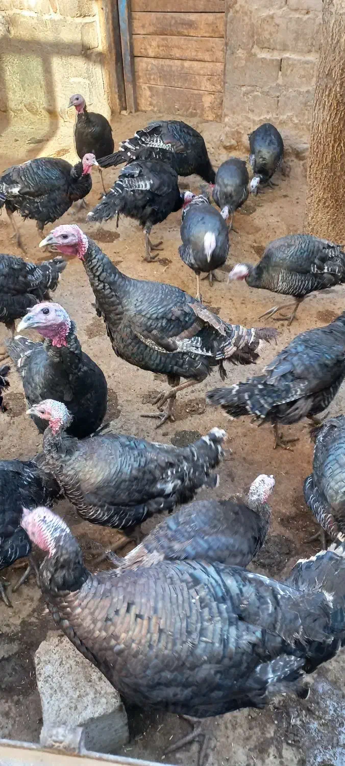 فروش بوقلمون محلی|حیوانات مزرعه|هشترود, |دیوار