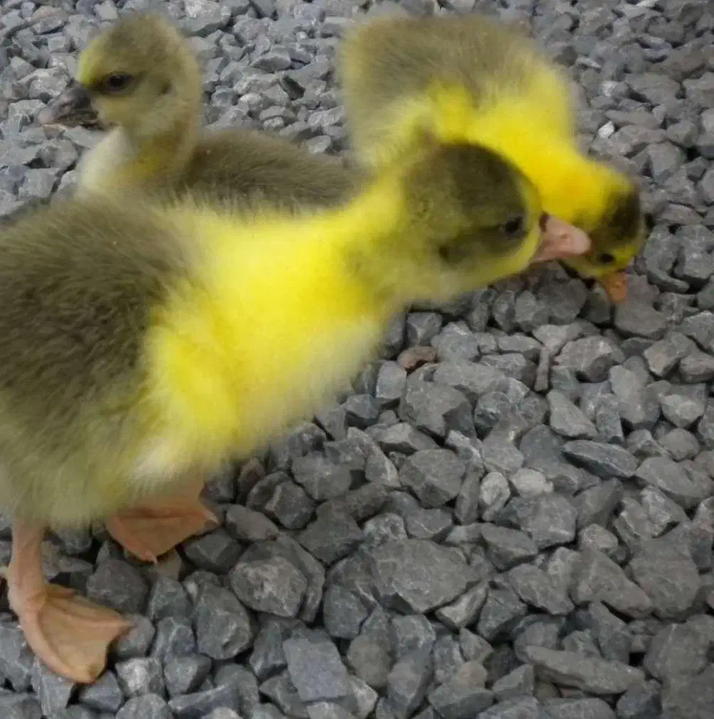 جوجه غاز|حیوانات مزرعه|رودبار, |دیوار