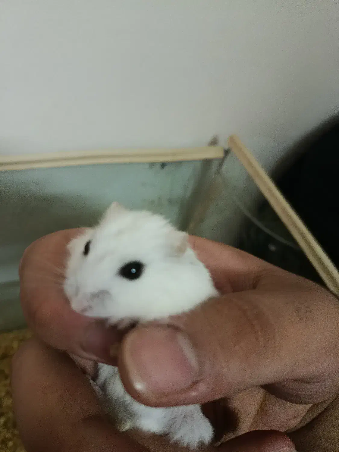 همستر مینی|موش و خرگوش|کرمانشاه, |دیوار