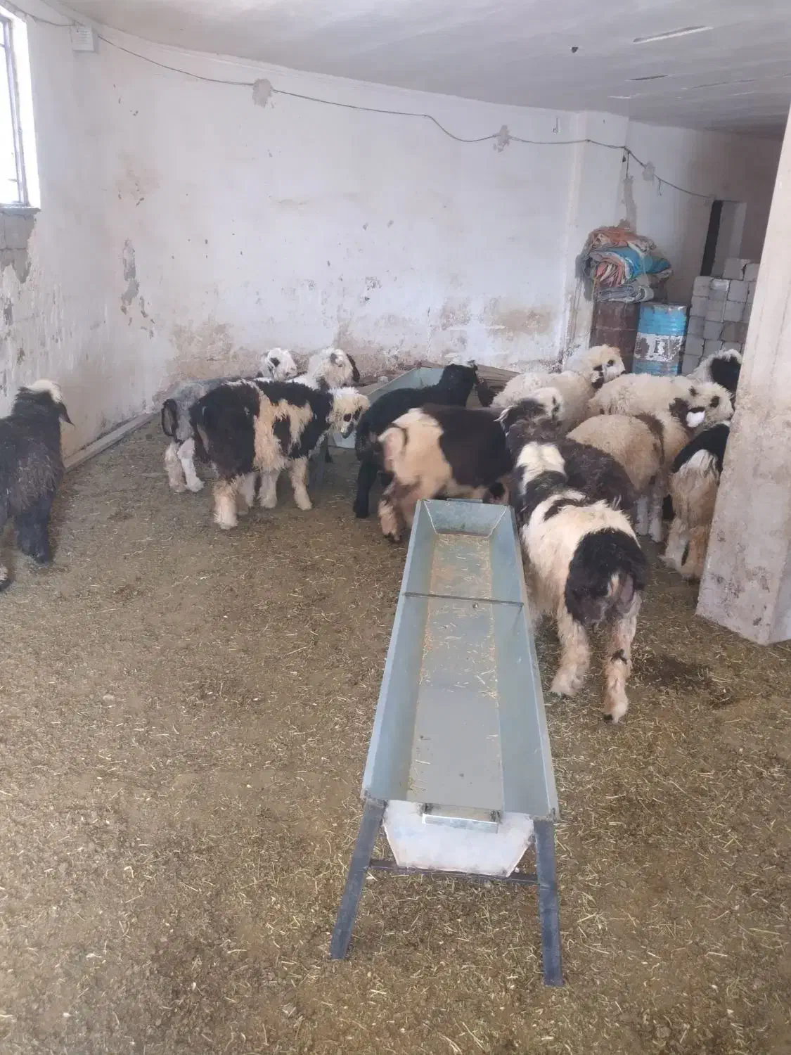 فروش بره|حیوانات مزرعه|کوهرنگ, |دیوار