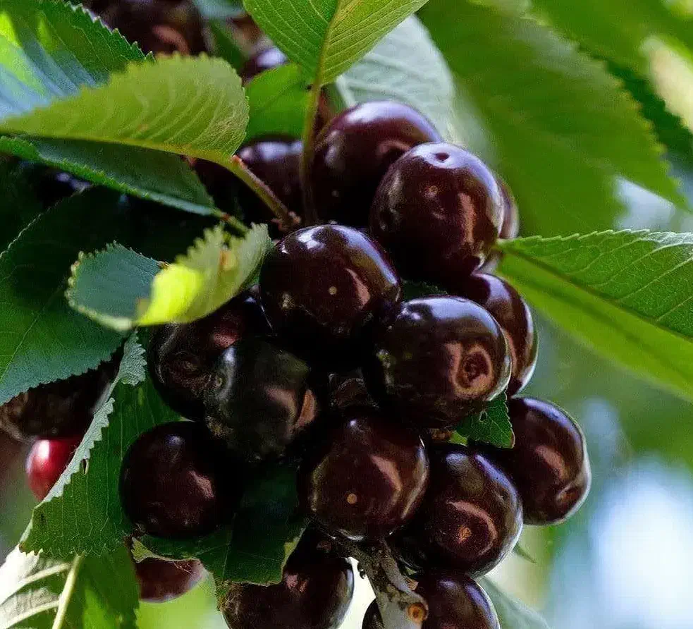 فروش نهال گیلاس تکدانه سیاه هارت|خدمات باغبانی و درختکاری|نظرآباد, رسالت|دیوار