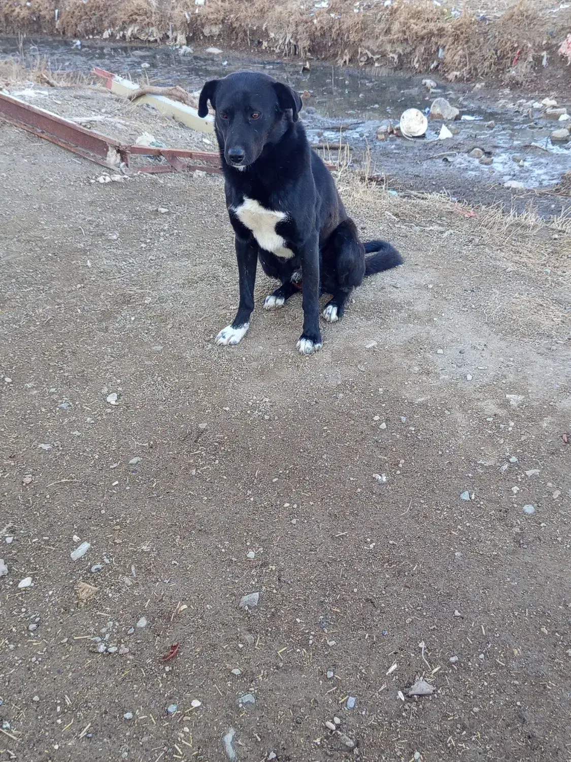 سگ گله|سگ|دهگلان, |دیوار