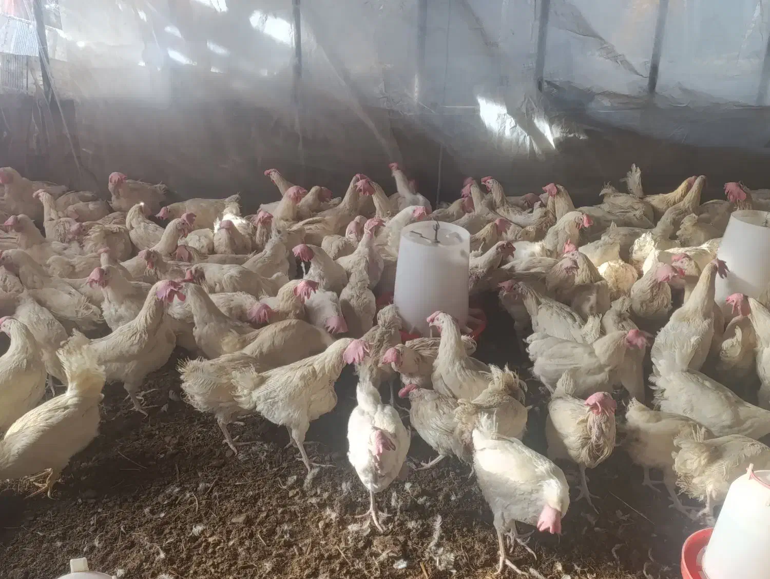 مرغ سفید جوان|حیوانات مزرعه|نوشین شهر, |دیوار