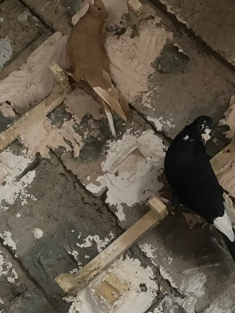 زرد دمسفید پلنگ|پرنده|فردوس (کرمان), |دیوار