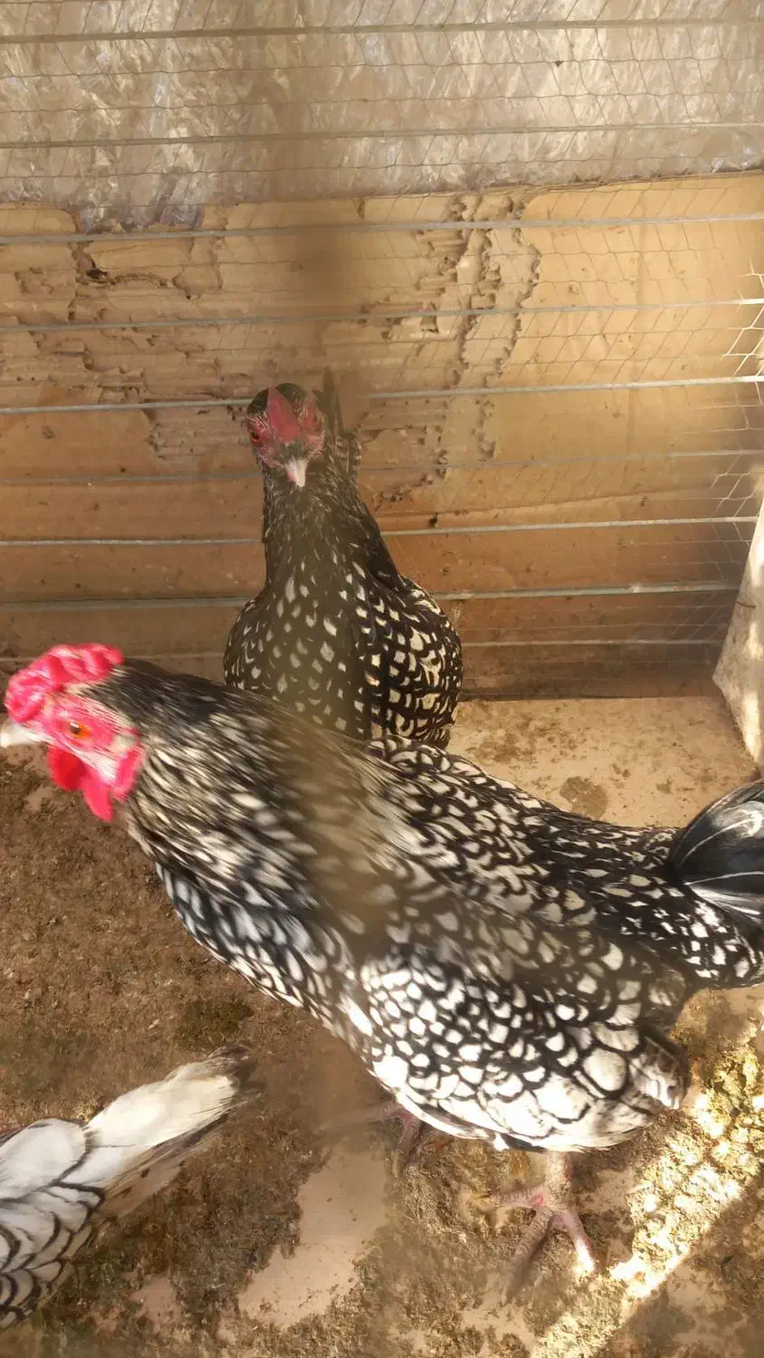 مرغ چینی|حیوانات مزرعه|ماهدشت, |دیوار