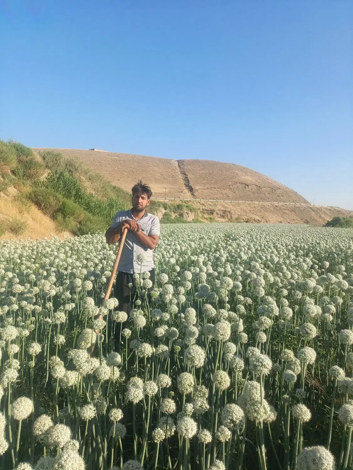 بذر پیاز قرمز|خدمات باغبانی و درختکاری|لیلان, |دیوار