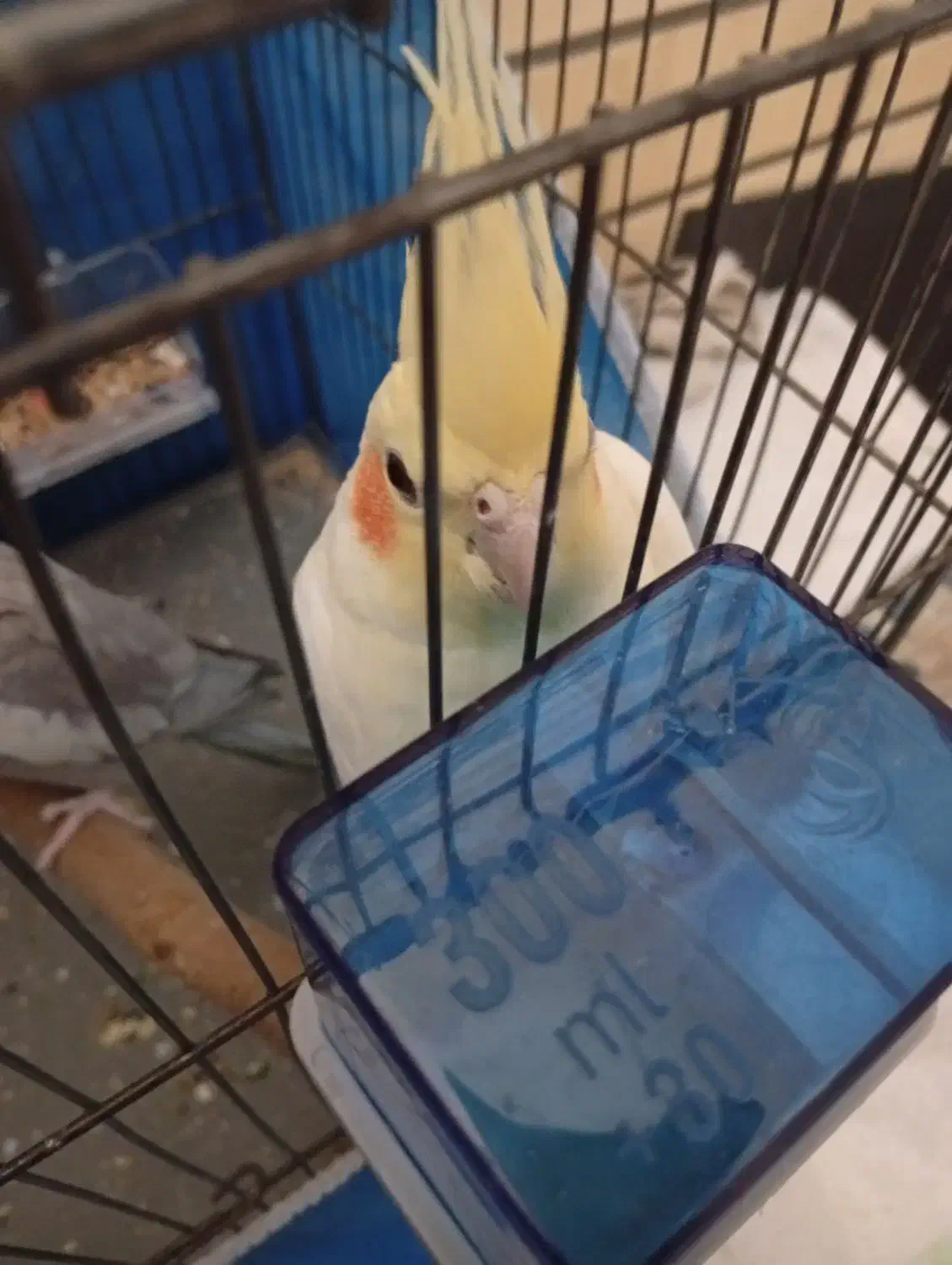 عروس هلندی ماده|پرنده|شاهینشهر, گزبرخوار|دیوار