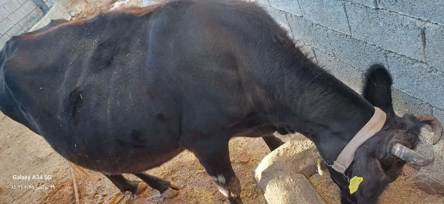 فروش چند راس گاو ابستن با گوساله|حیوانات مزرعه|ایذه, |دیوار