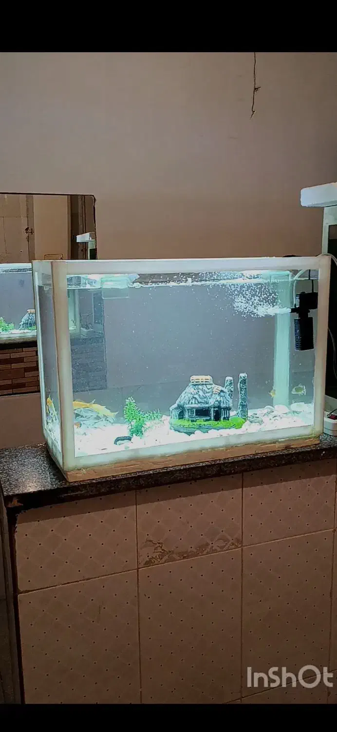 آکواریوم شرکتی تجهیزات ماهی|ماهی|مرودشت, فیروزی|دیوار