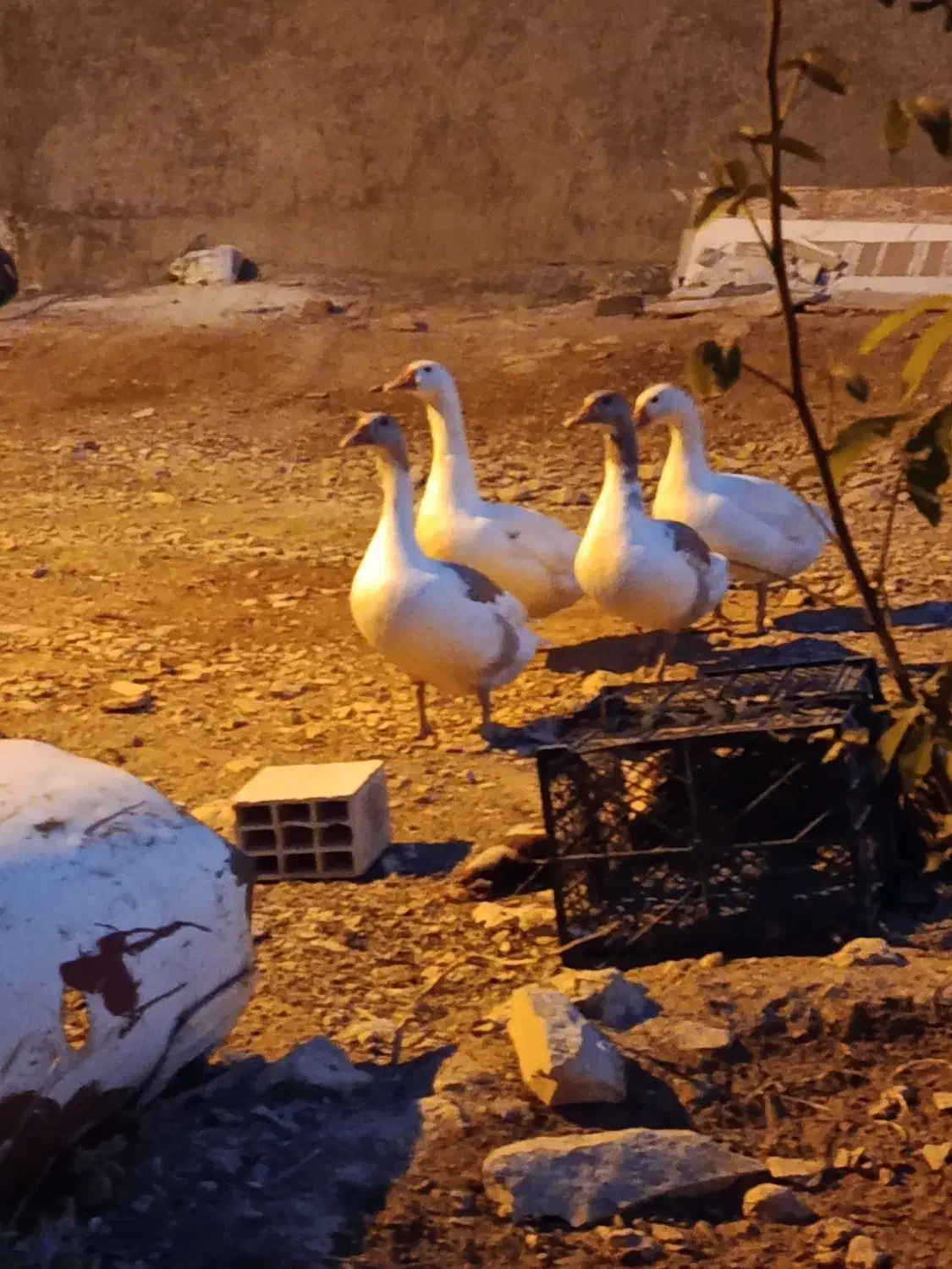 چهار|حیوانات مزرعه|یاسوج, |دیوار