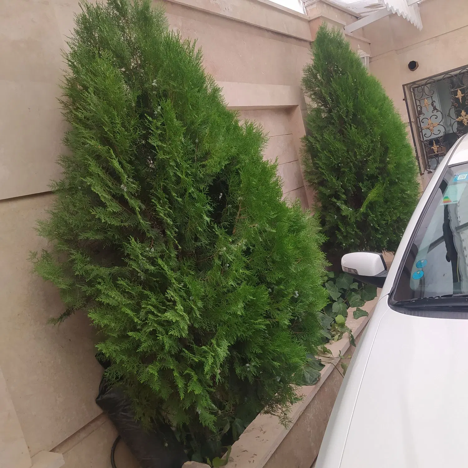 کاج تزئینی|گل و گیاه طبیعی|مشهد, عامل|دیوار