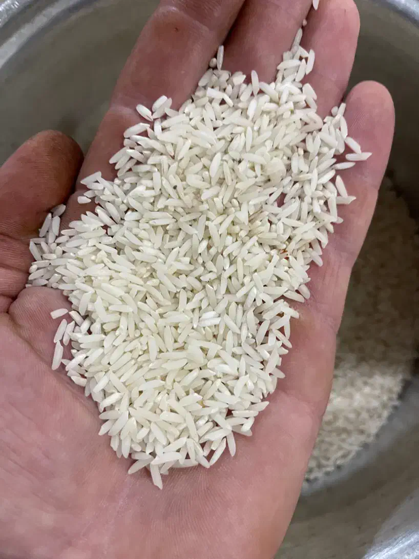 برنج هاشمی محصول خشکبیجار|خوردنی و آشامیدنی|رشت, بوسار|دیوار