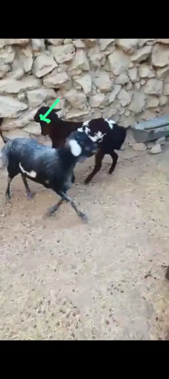 ۳ راس بره برشن درجه یک|حیوانات مزرعه|جناح, |دیوار