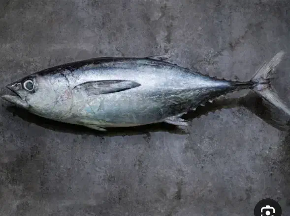 ماهی هوور (تن)|ماهی|قشم, |دیوار