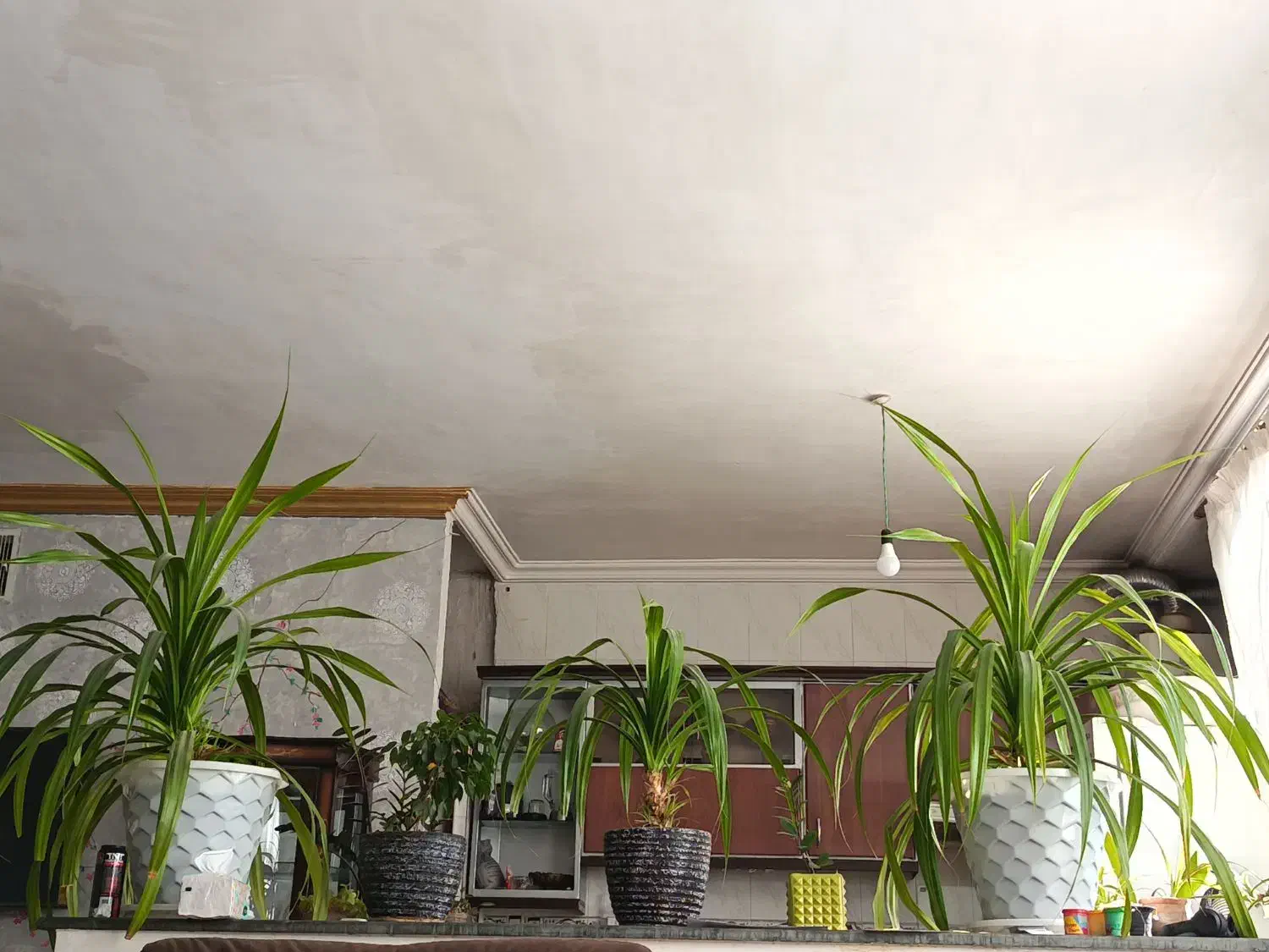 قلمه پاندانوس ریشه دار|گل و گیاه طبیعی|نیشابور, فردوس شمالی|دیوار