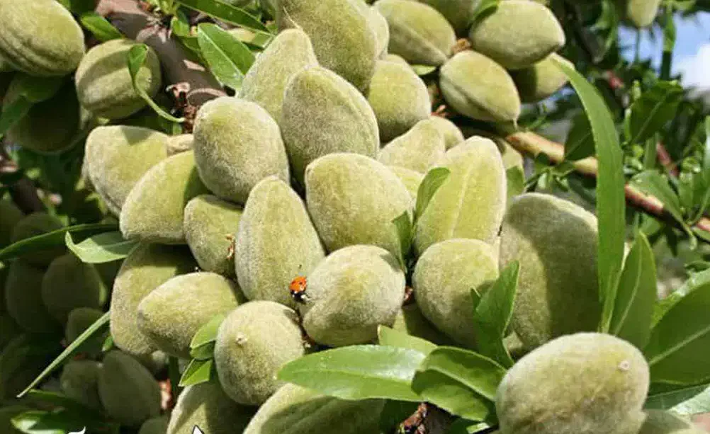 ارائه نهال بادام مامایی یکساله به قیمت ۵۰ ت|خدمات باغبانی و درختکاری|بدره, |دیوار