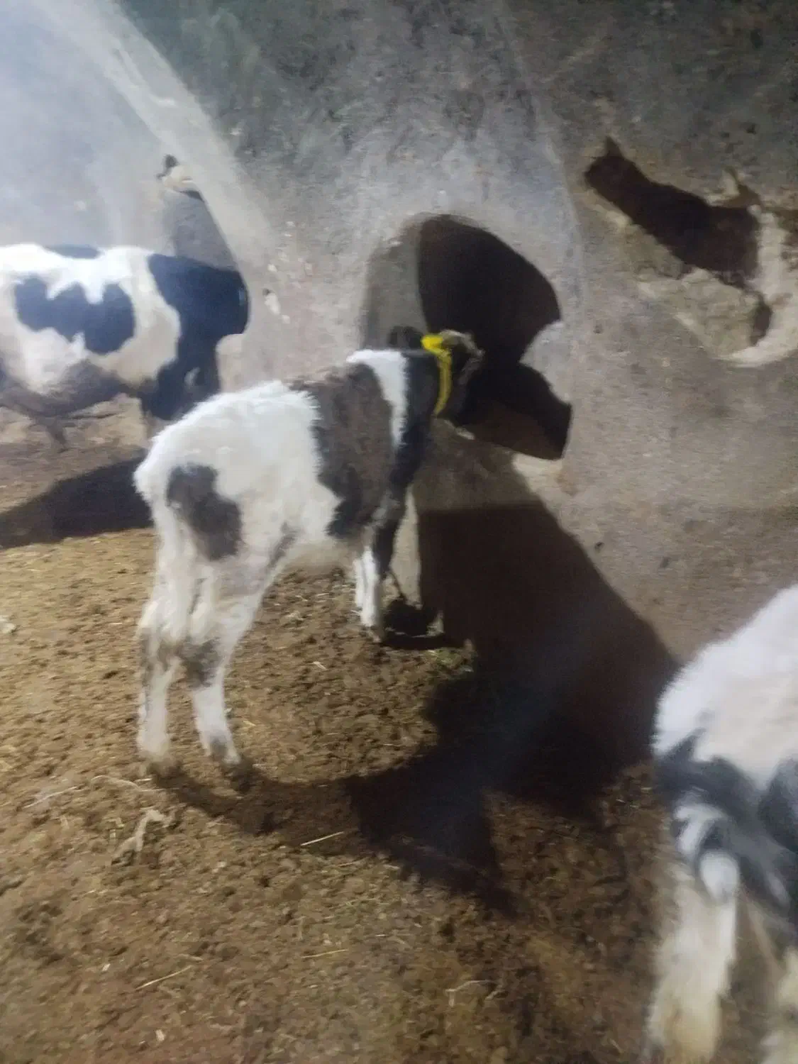 گوساله داشتی درجه ۱|حیوانات مزرعه|لالجین, |دیوار