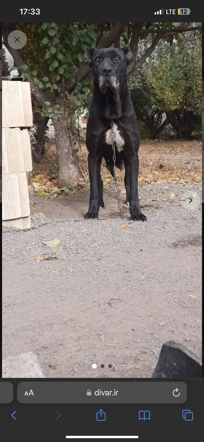 ماده سرابی|سگ|میاندوآب, |دیوار