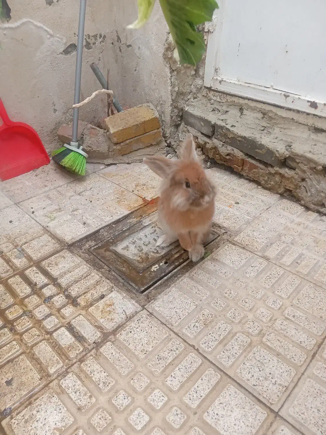 خرگوش تپول|موش و خرگوش|ارومیه, |دیوار