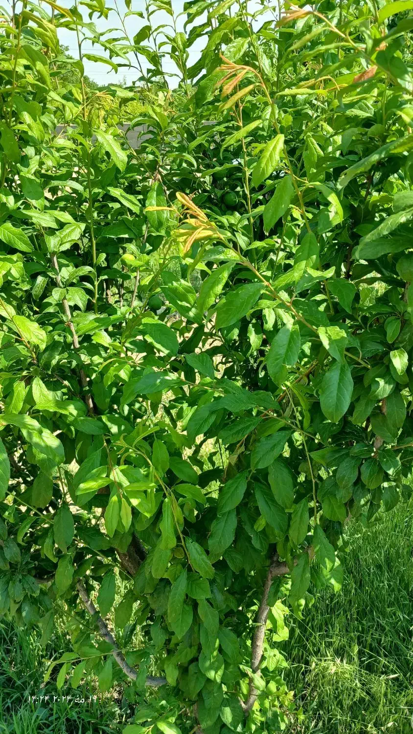 باغ،باغچه ۷۰۰متر جاده آدران شهریار|فروش دفتر صنعتی، کشاورزی، تجاری|صباشهر, |دیوار