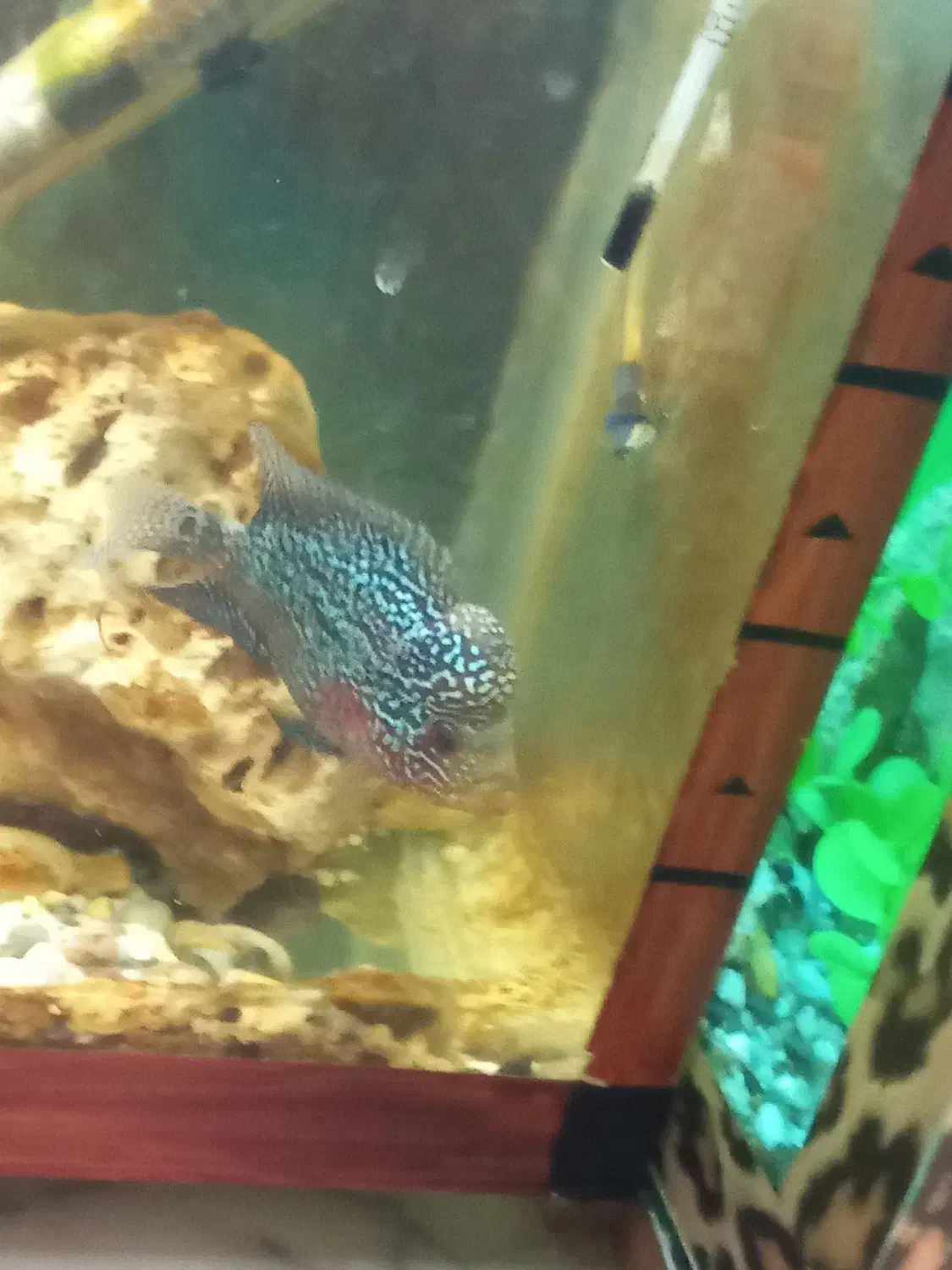 ماهی فروخته میشود|ماهی|سراب, |دیوار