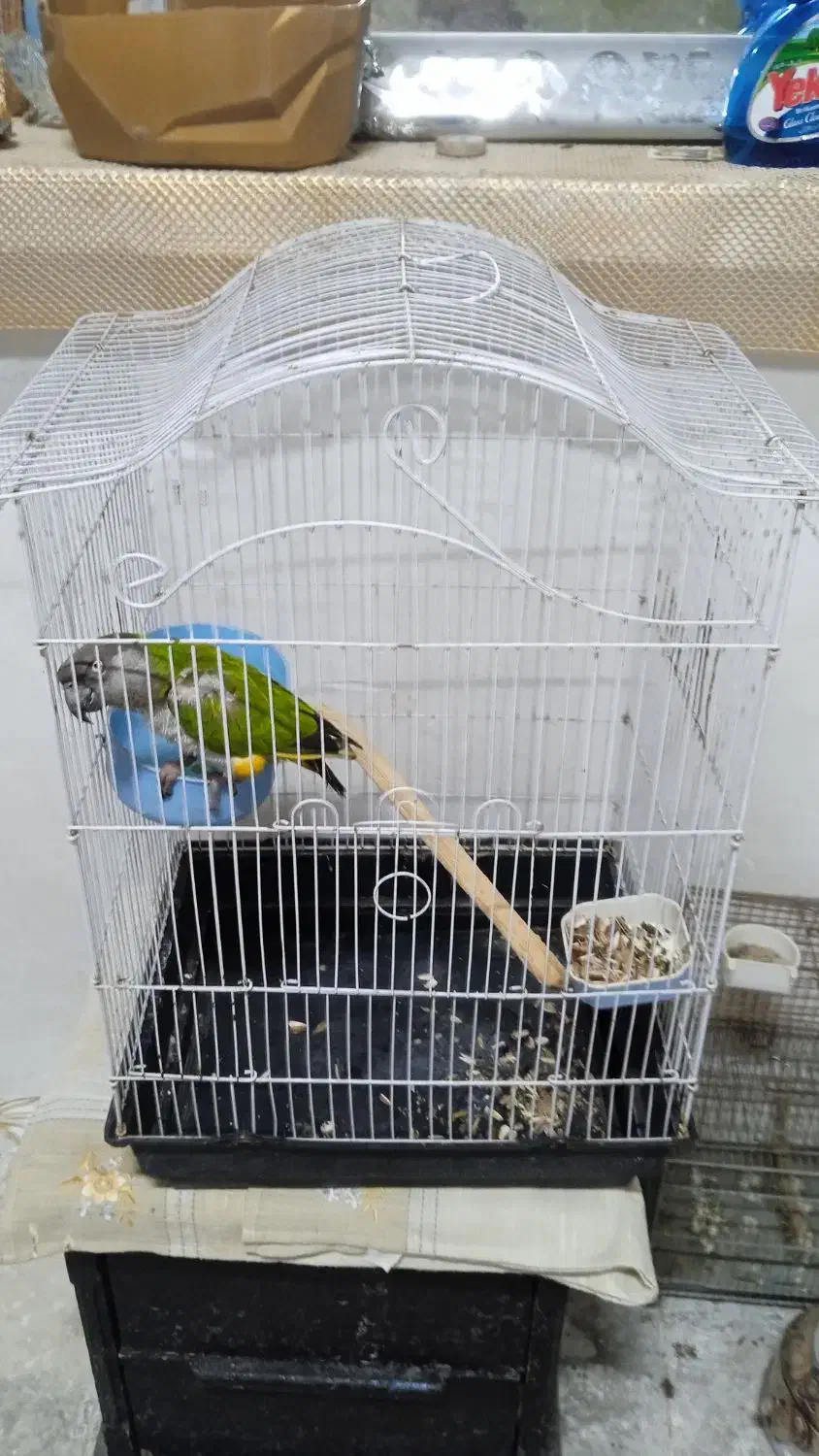 طوطی سنگال|پرنده|رباطکریم, رباطکریم|دیوار