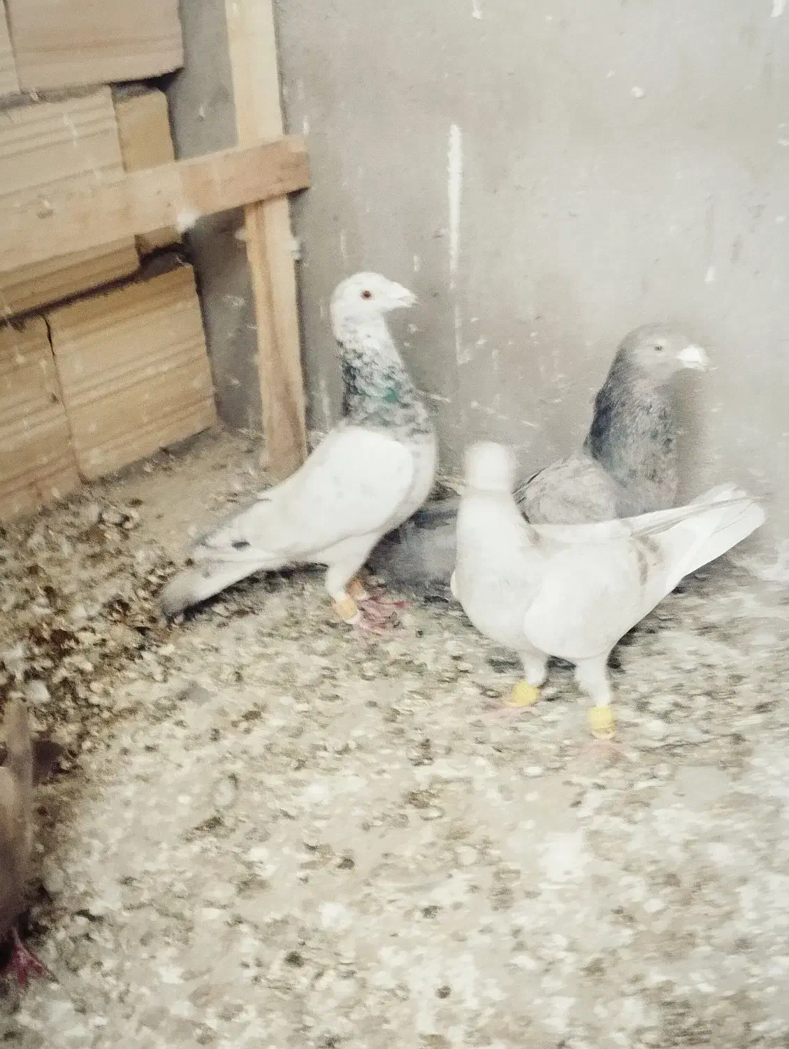 پرشی|حیوانات|خرمدشت, |دیوار