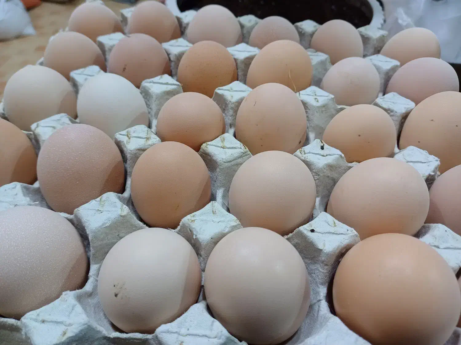 تخم مرغ نطفه دار به شرط|حیوانات مزرعه|شفت, |دیوار