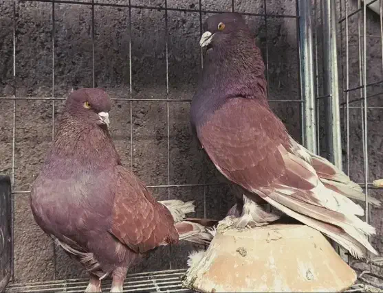 سرخ|پرنده|میبد, |دیوار