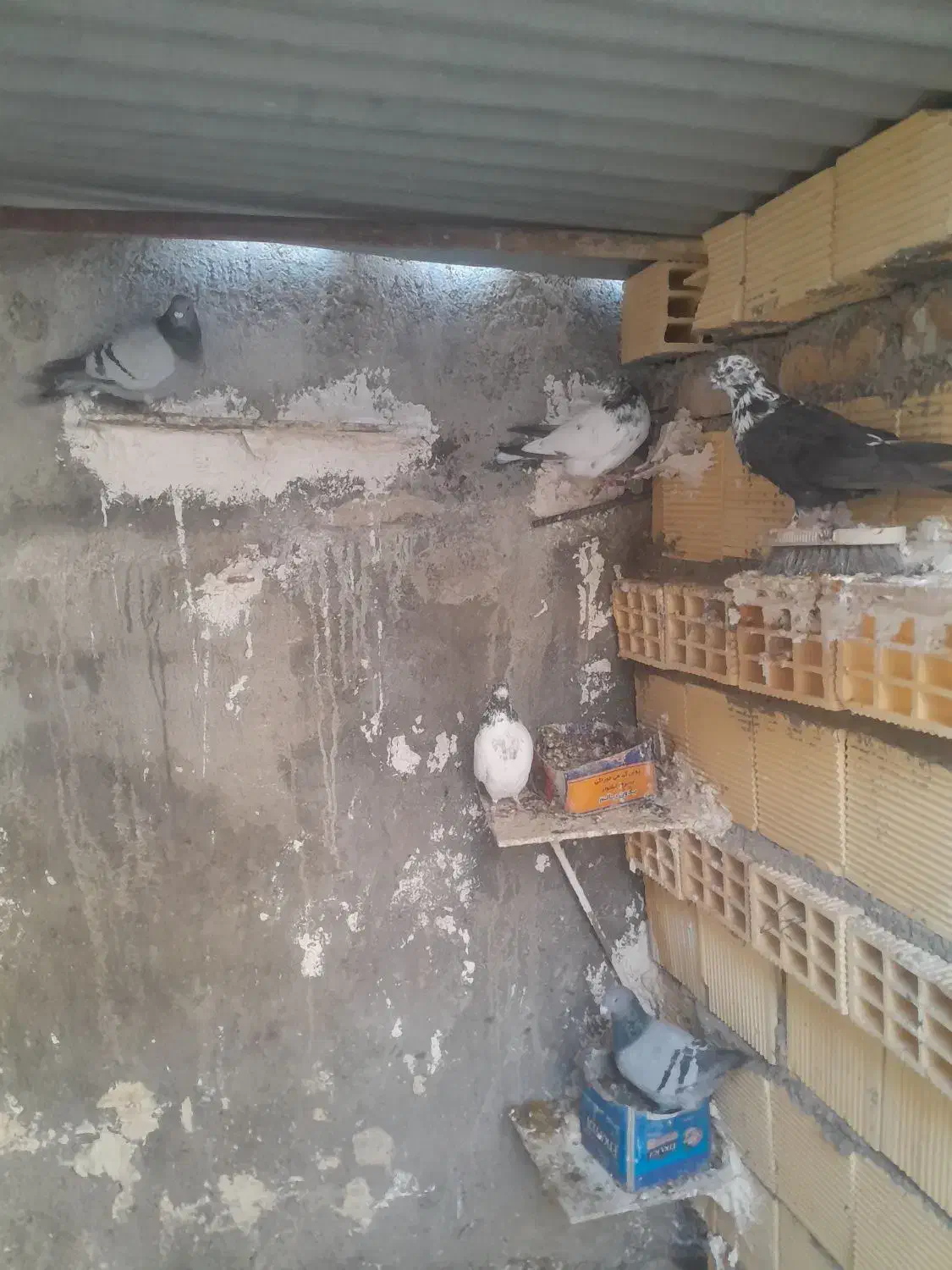 پرنده|پرنده|آبدانان, |دیوار