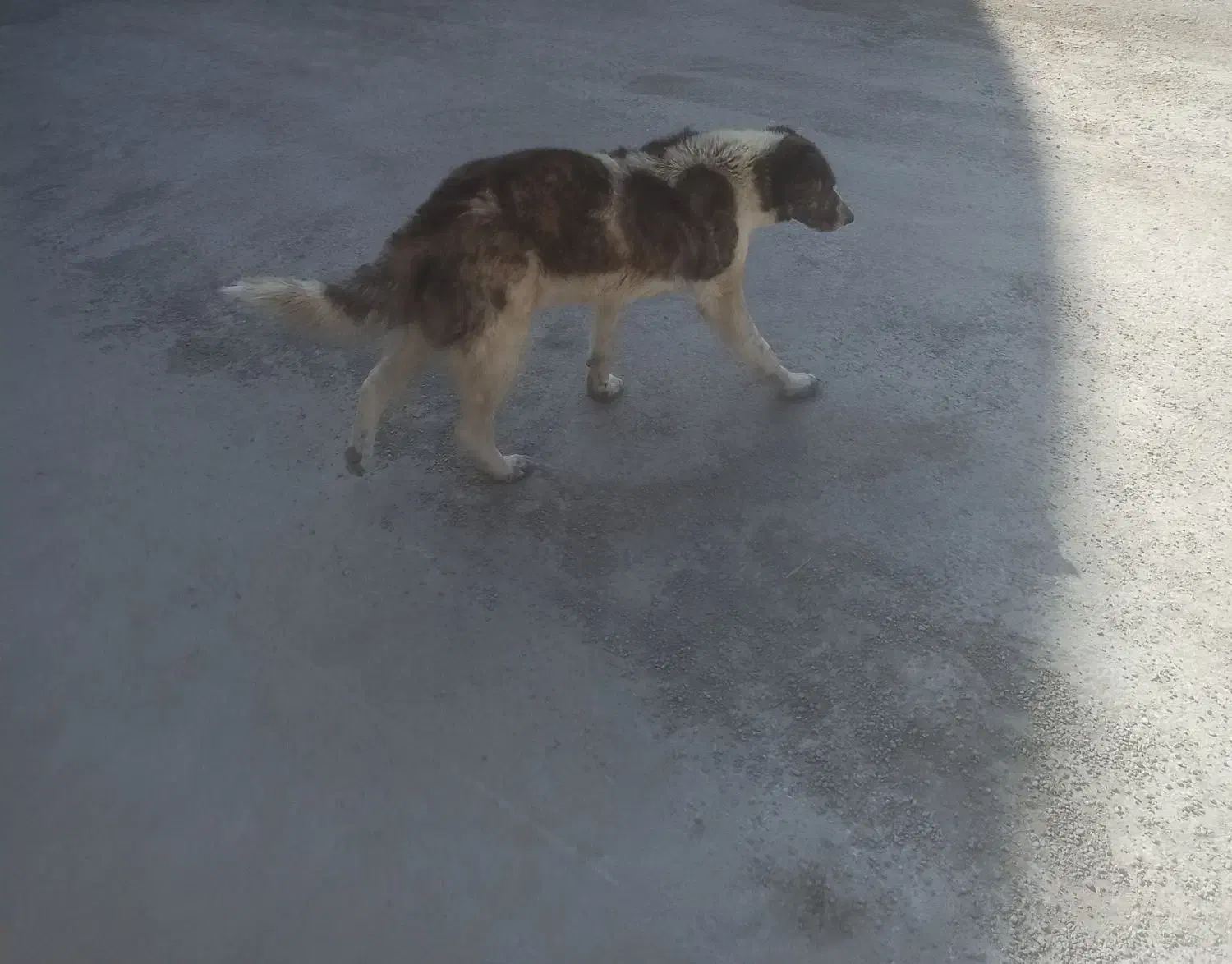 سگ نرجونوری مجانی|سگ|لاران, |دیوار