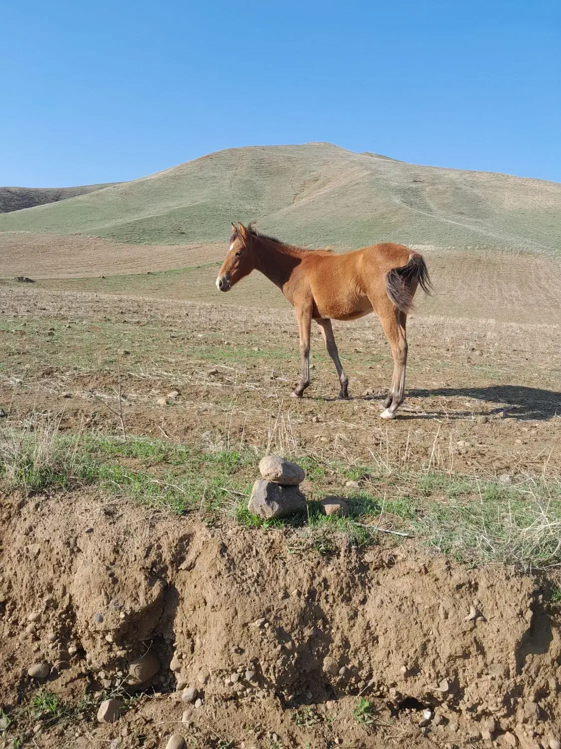 اسب 5ماهه|حیوانات مزرعه|دره رود, |دیوار