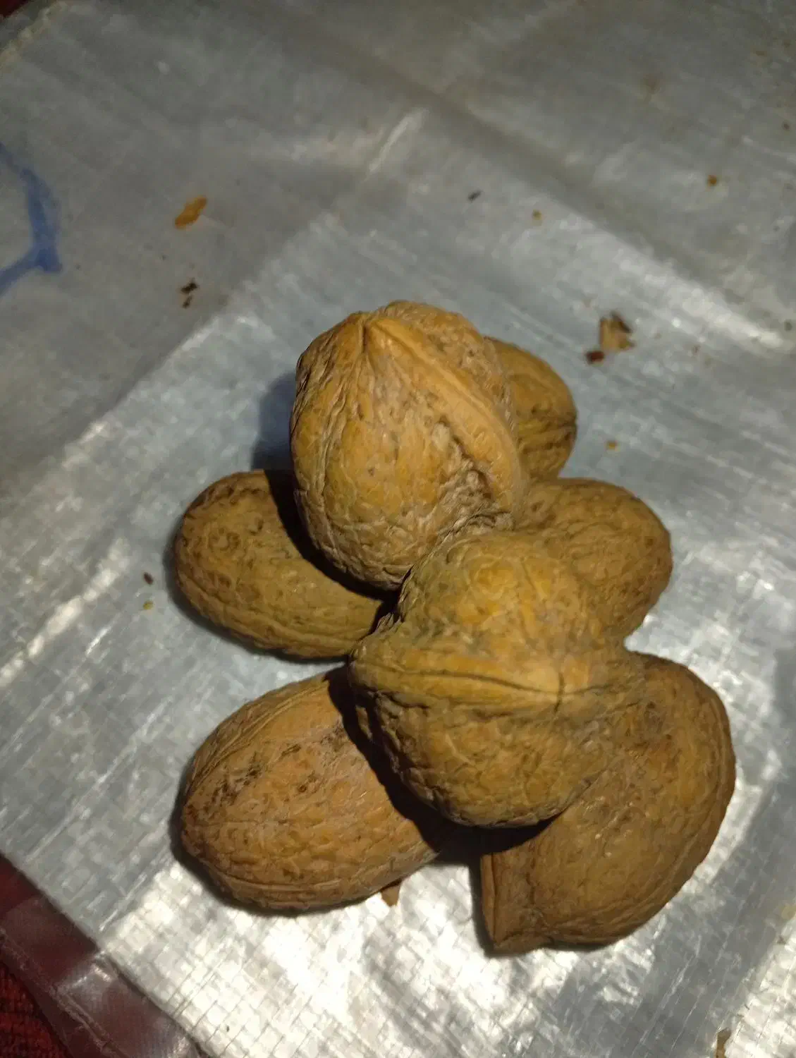 گردو معاوضه با برنج.چمپا وشمیم ..فجر|خوردنی و آشامیدنی|دهدشت, |دیوار